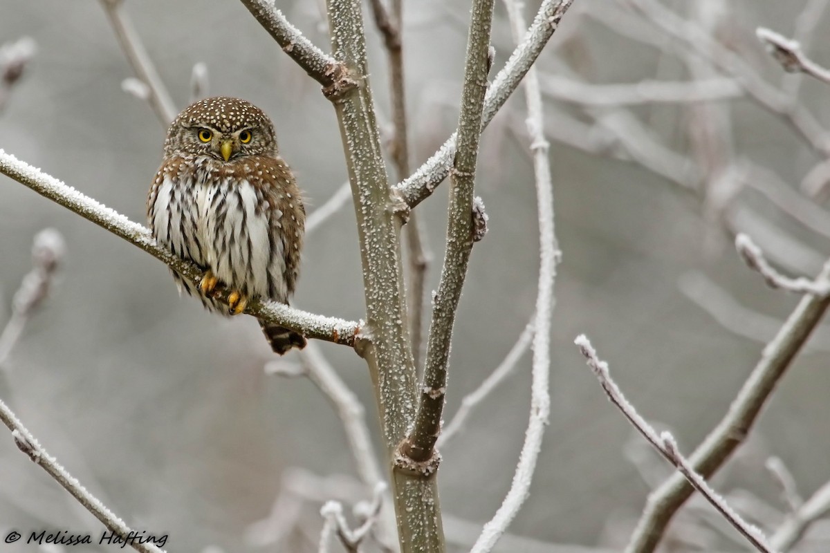 Northern Pygmy-Owl - Melissa Hafting