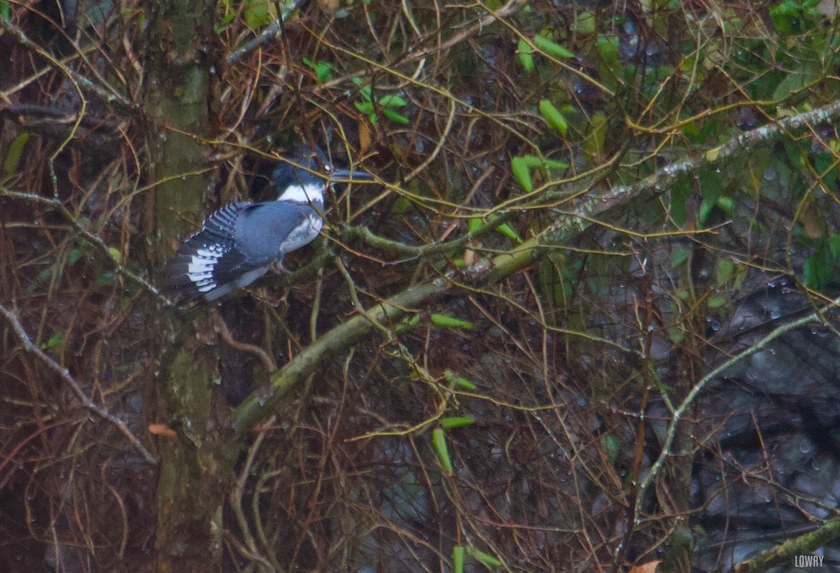 Belted Kingfisher - ML132275771