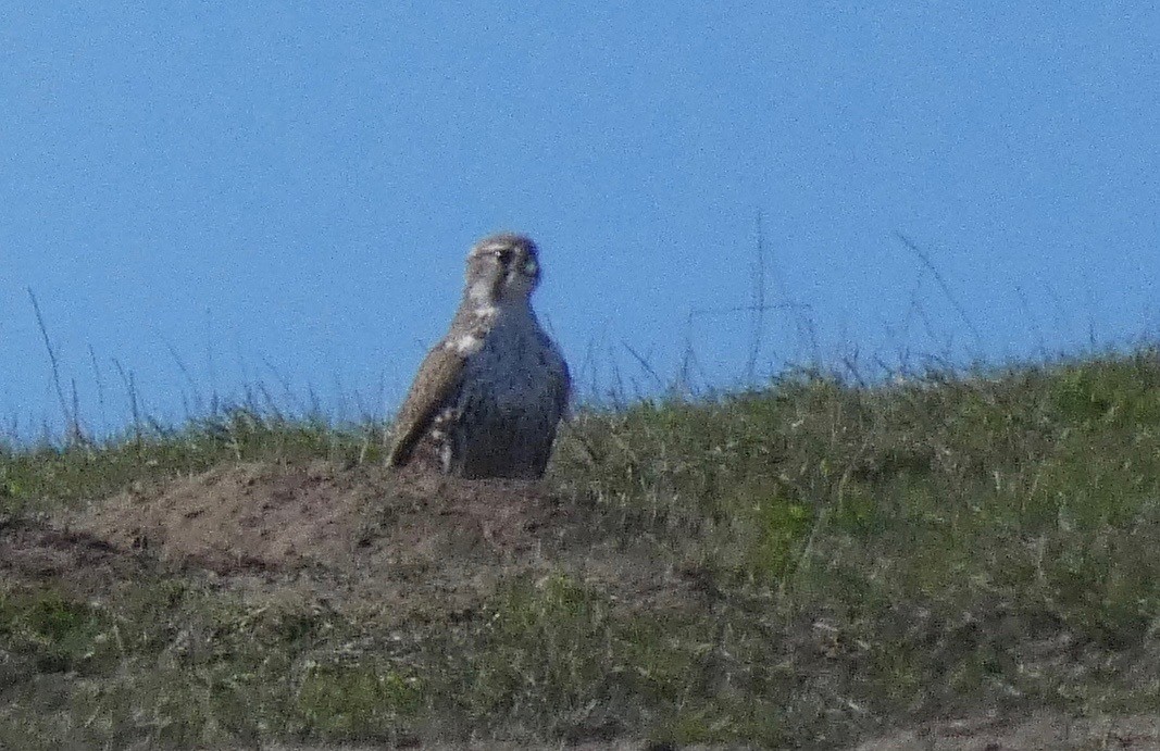 Prairie Falcon - John Callender