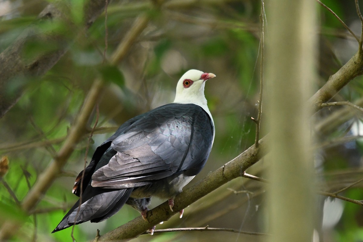 White-headed Pigeon - ML132277151
