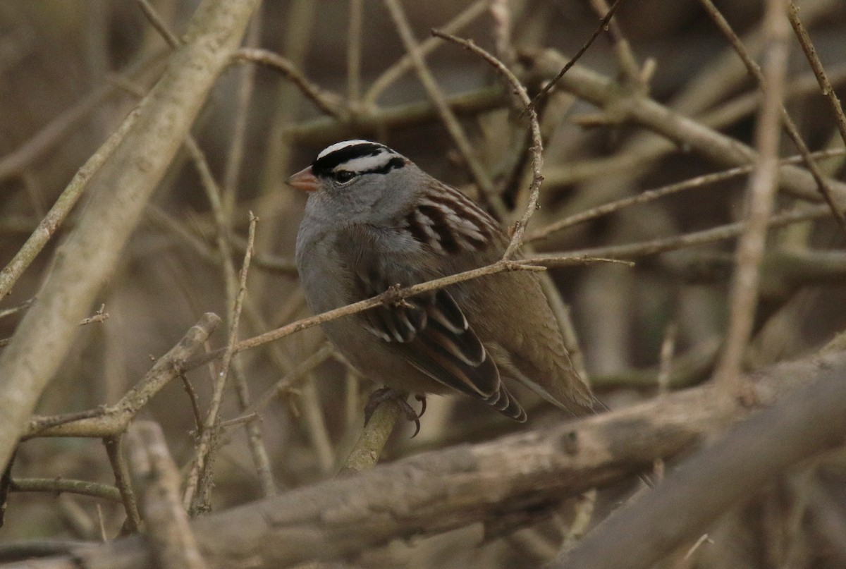 White-crowned Sparrow - Patrick Millar