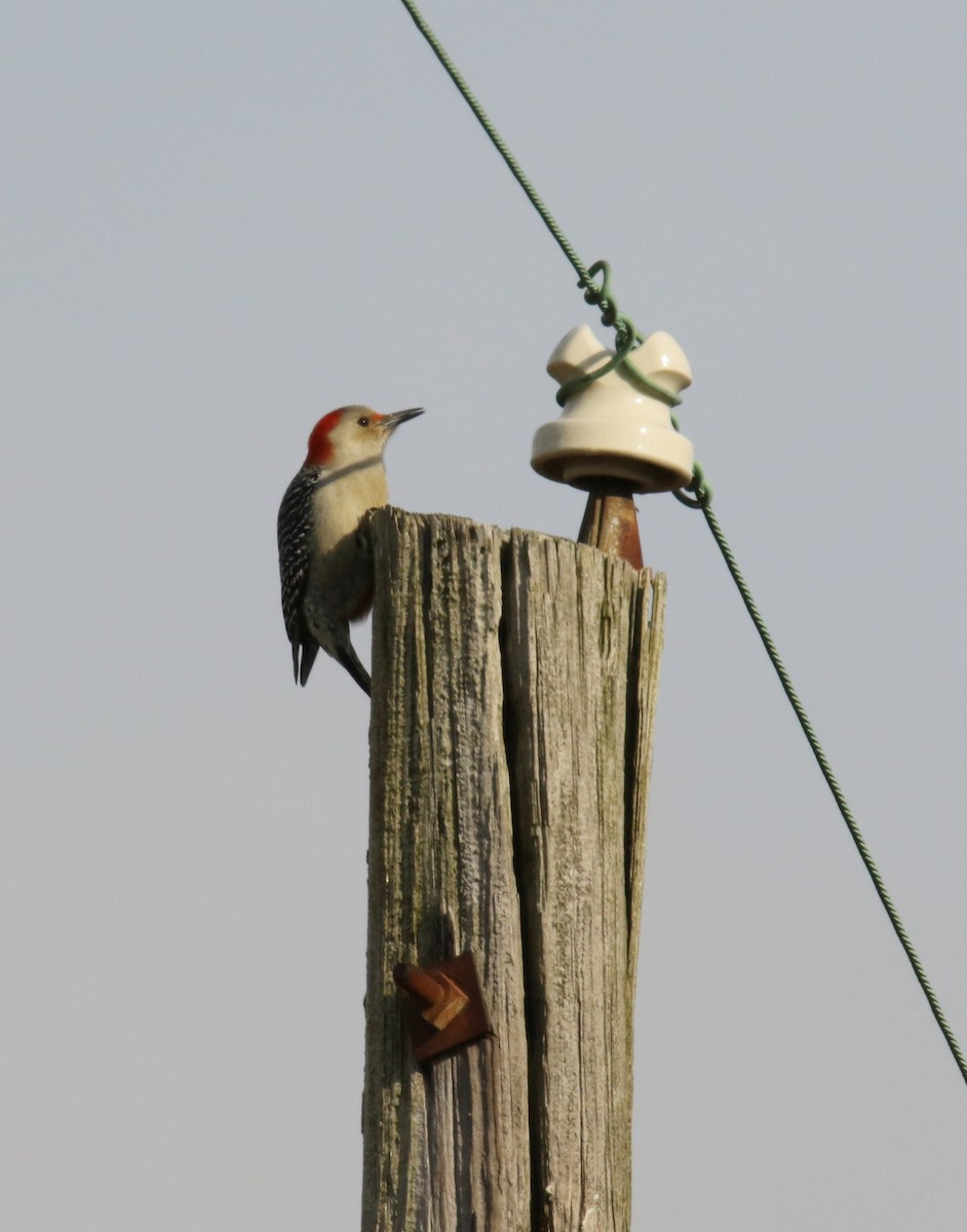 Red-bellied Woodpecker - ML132279851
