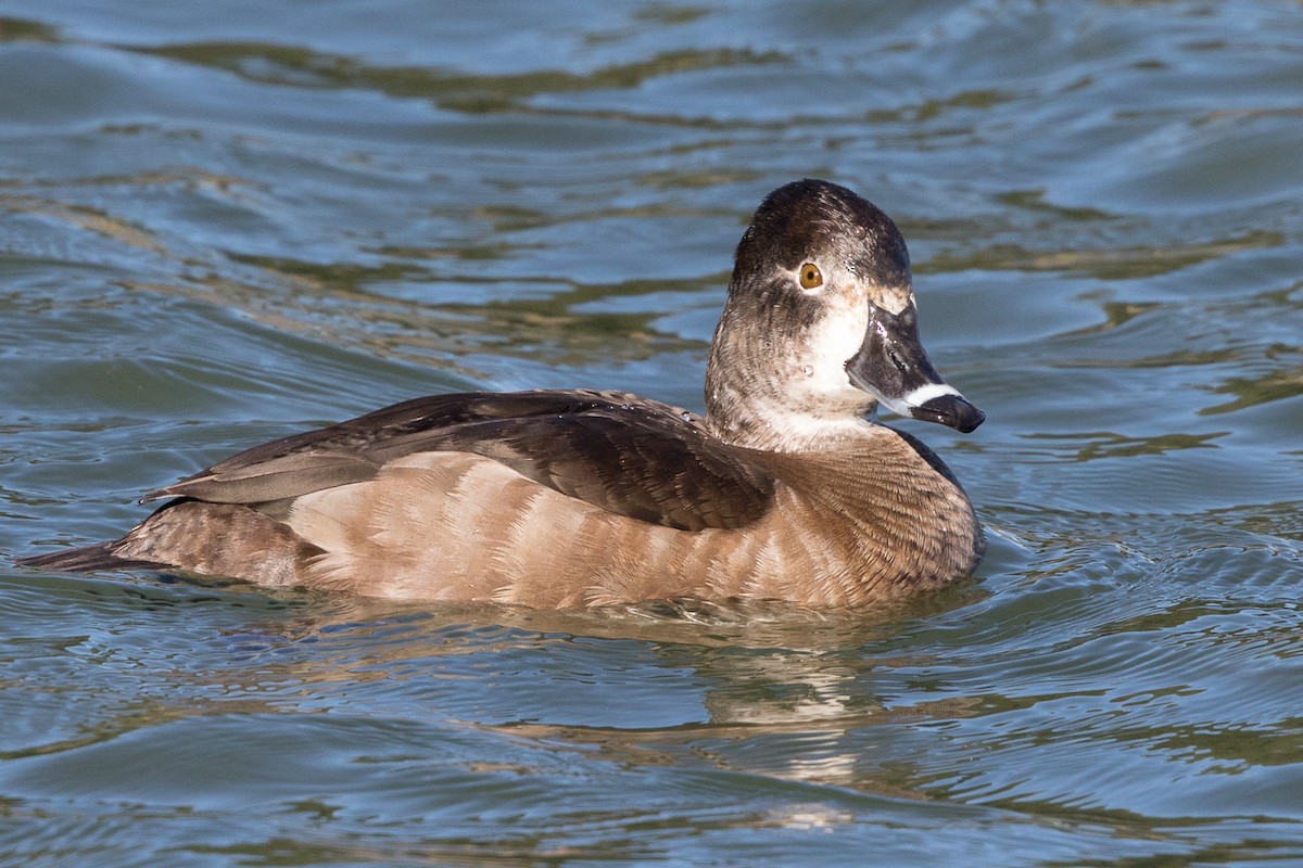 Ring-necked Duck - ML132281401