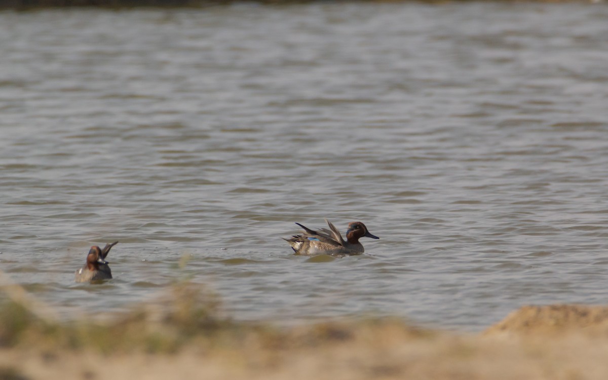 Green-winged Teal - ML132281821