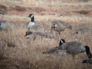 Greater White-fronted Goose, ML132281921