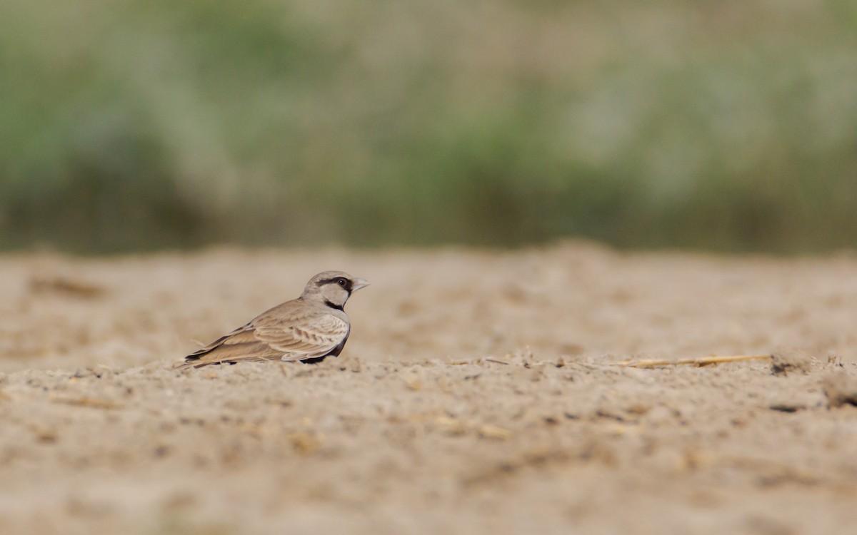 Ashy-crowned Sparrow-Lark - Adithya Bhat