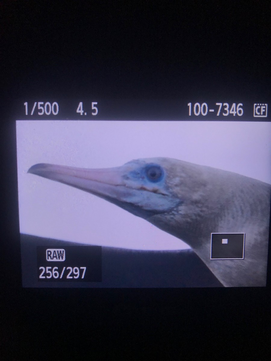Red-footed Booby - ML132282821