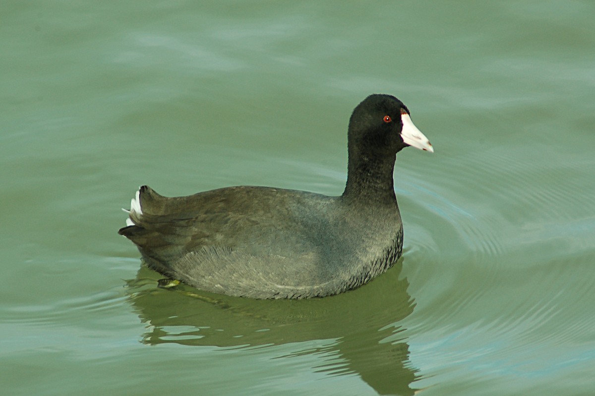 American Coot - Don Henise