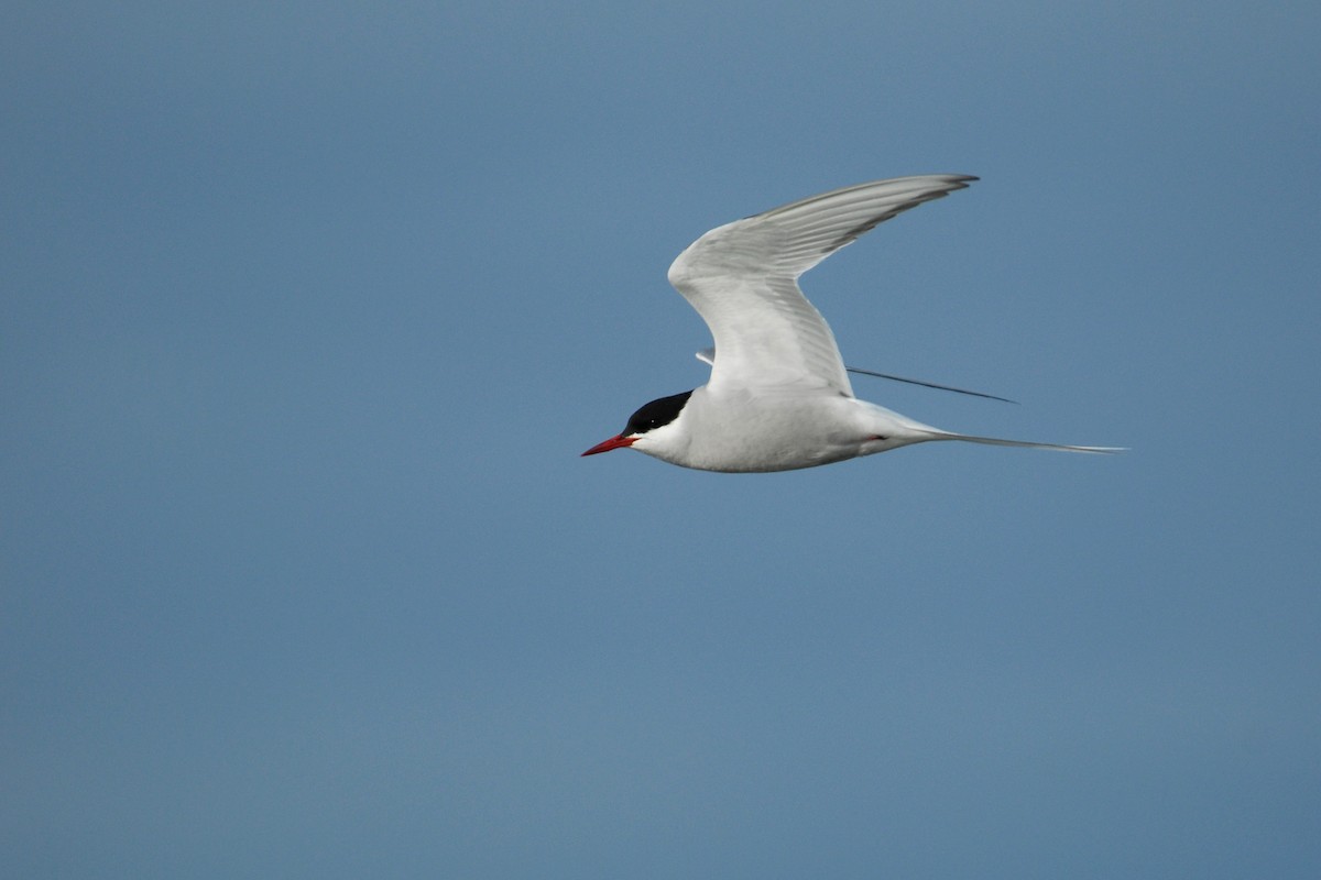 Arctic Tern - ML132288171