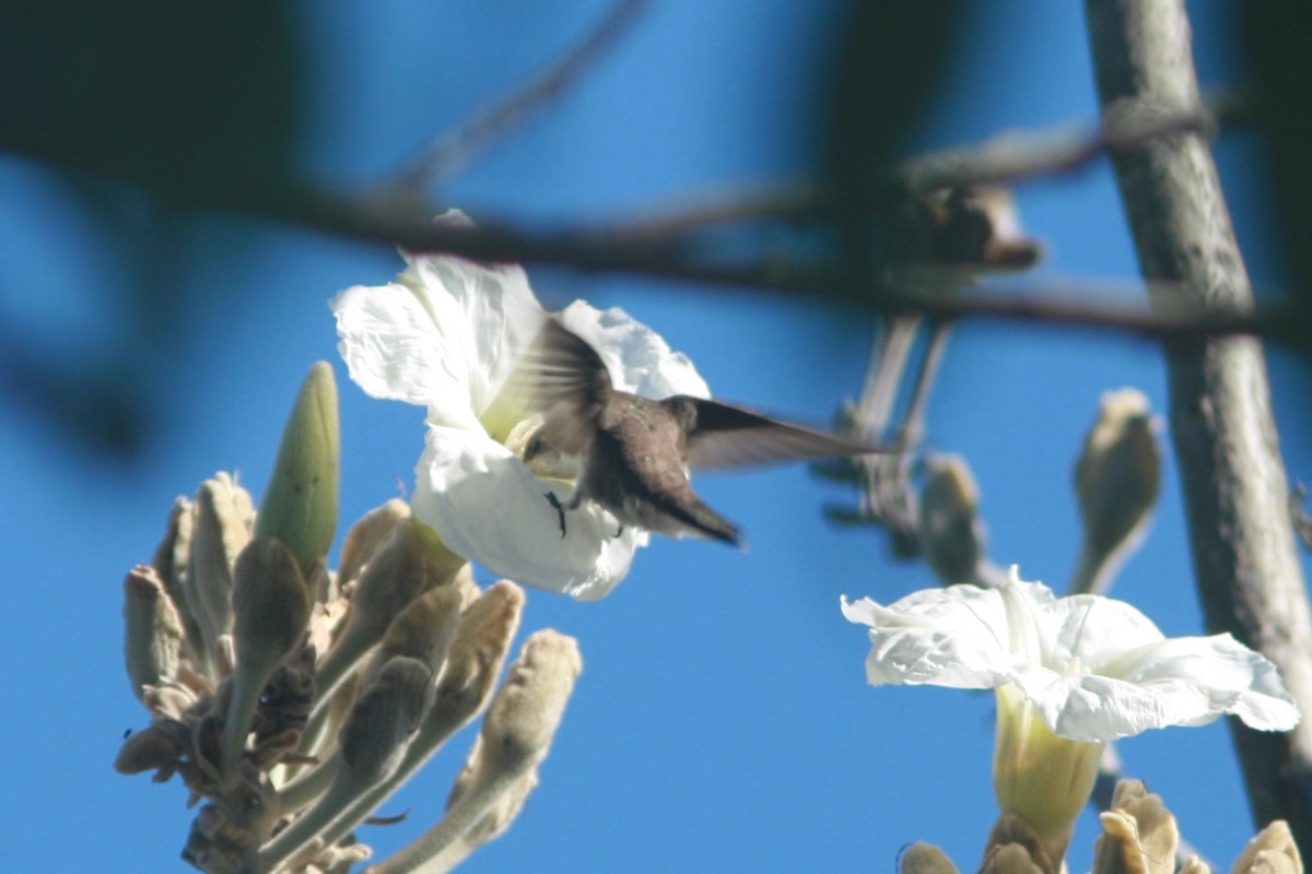 Green-fronted Hummingbird - Alex Lin-Moore