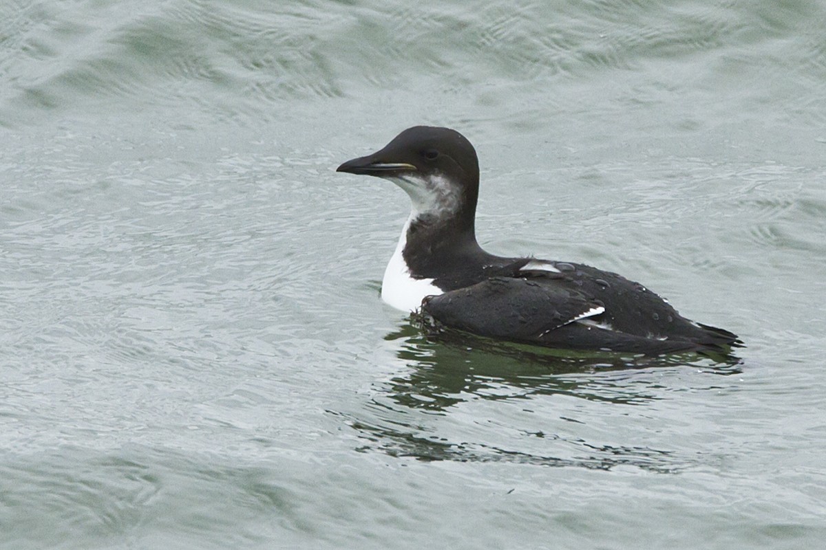 Thick-billed Murre - ML132293521