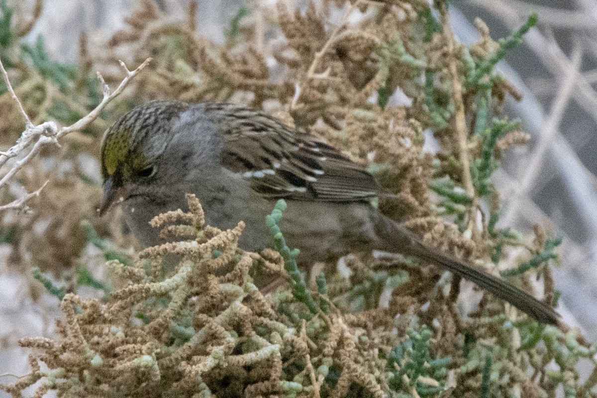 Golden-crowned Sparrow - Liz West