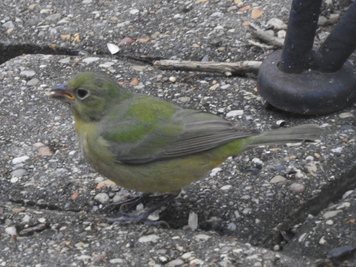 Painted Bunting - ML132299441