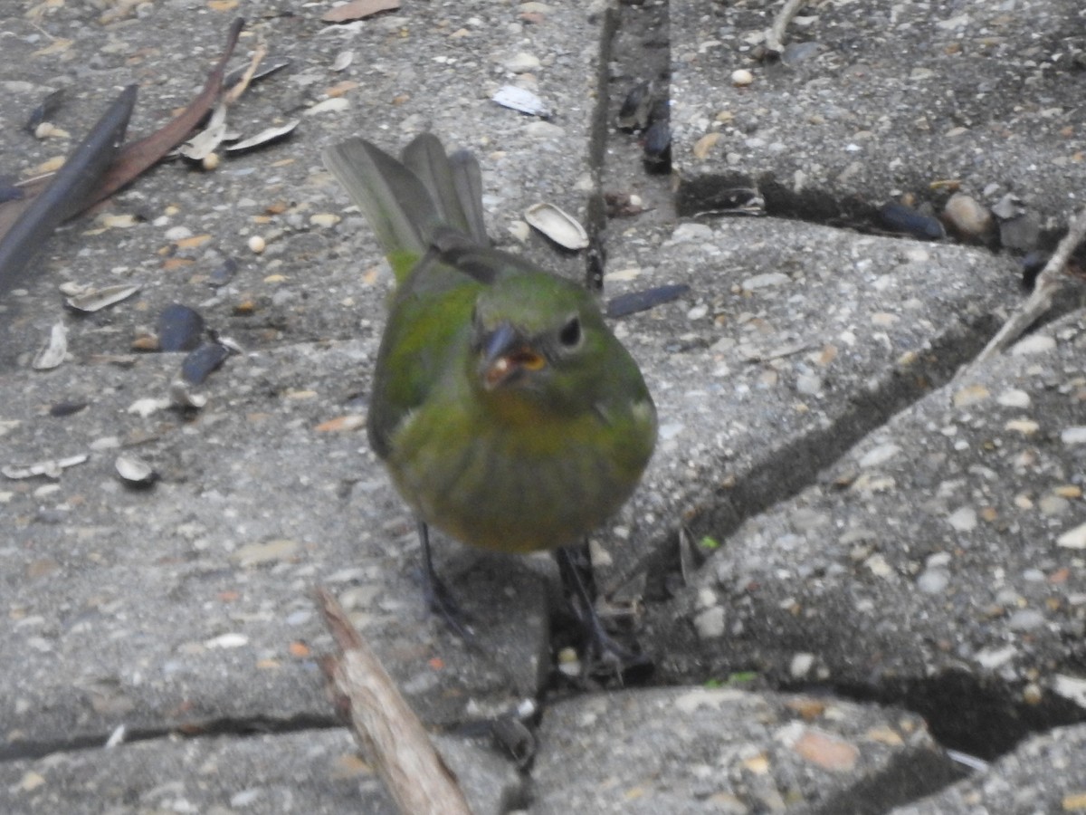Painted Bunting - ML132299451
