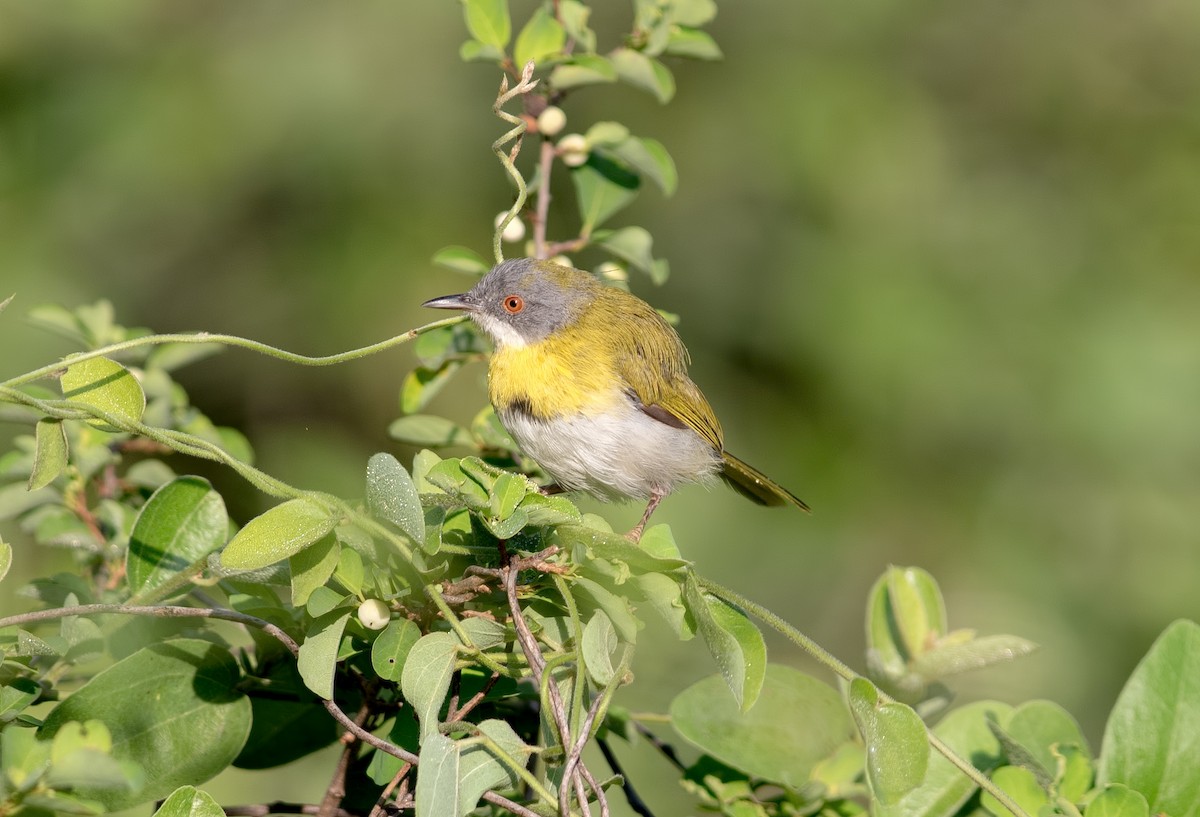 Yellow-breasted Apalis - ML132300811