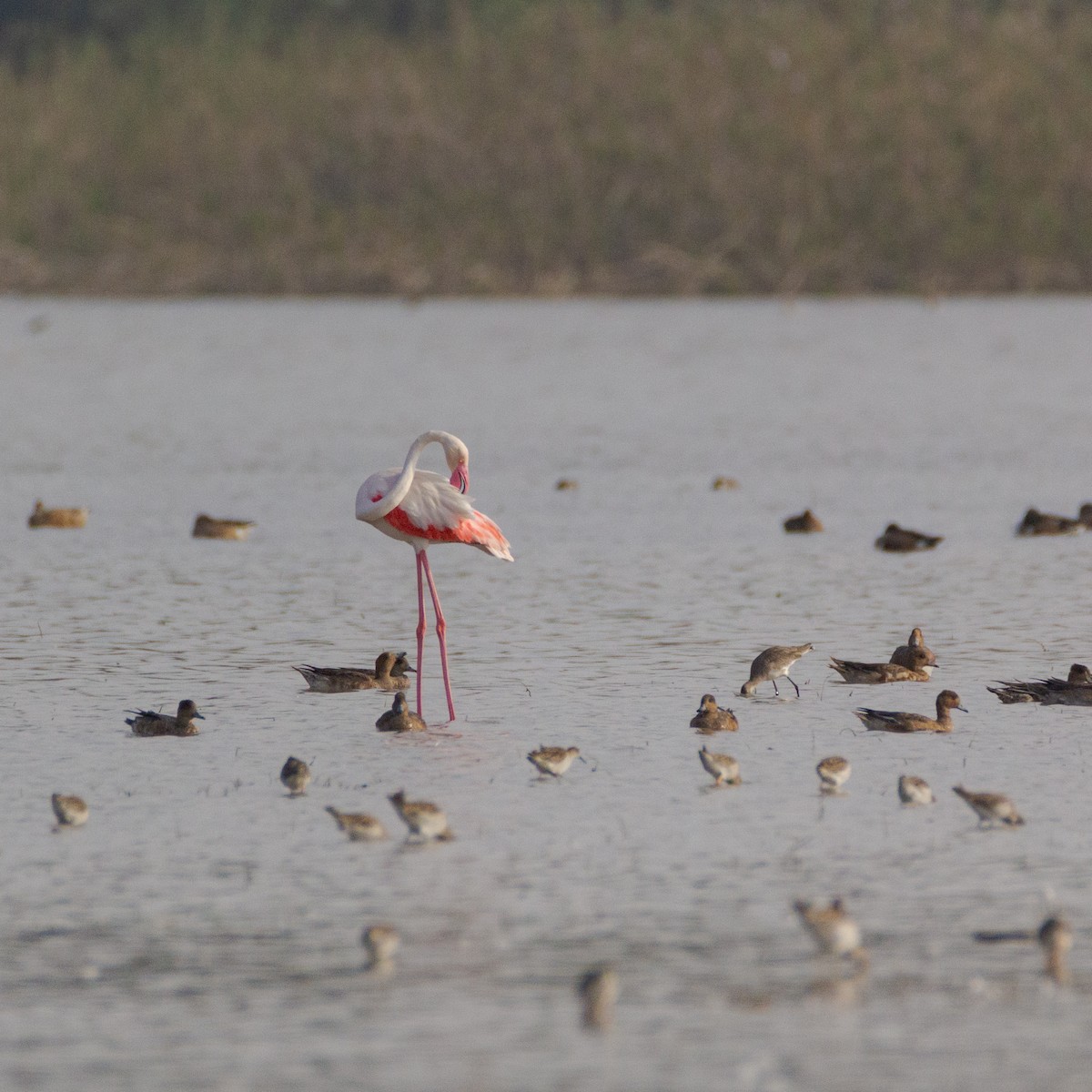 Greater Flamingo - Adithya Bhat