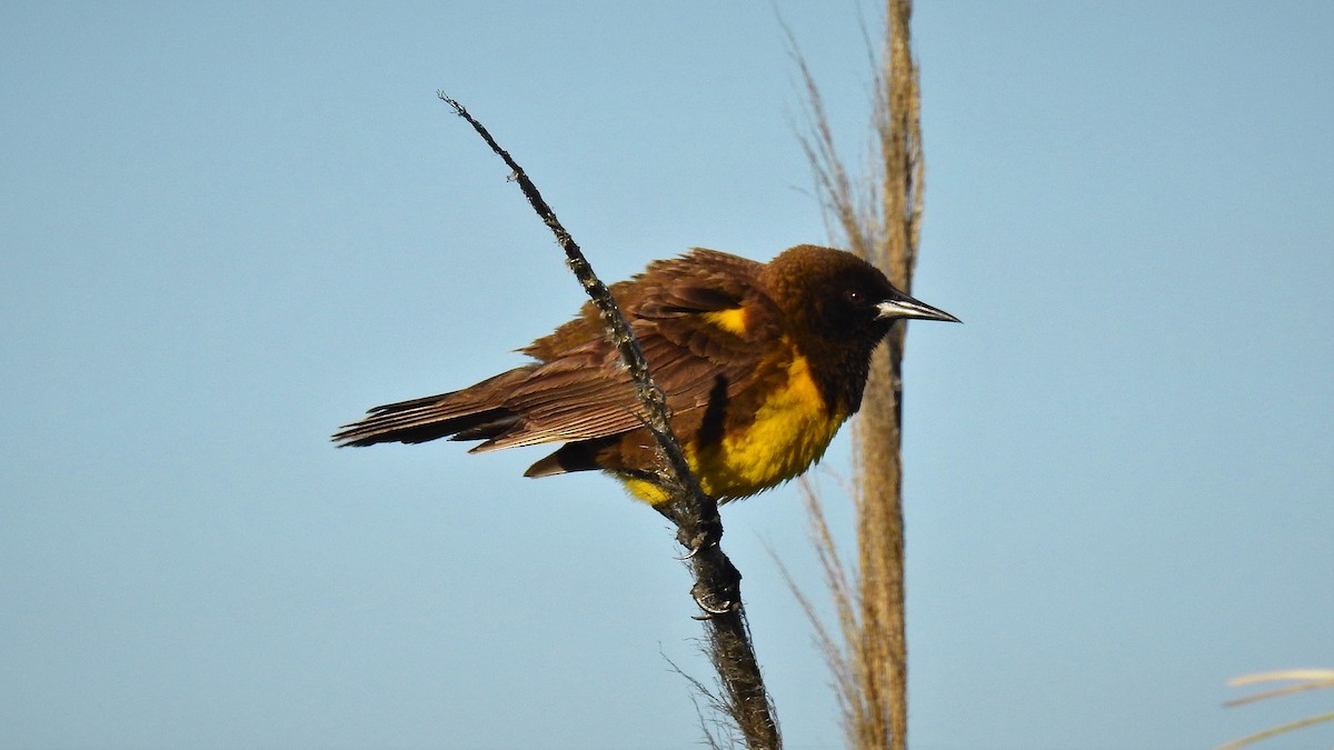 Brown-and-yellow Marshbird - Pablo Alejandro Pla