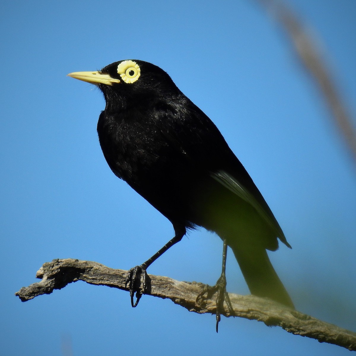 Spectacled Tyrant - ML132303851