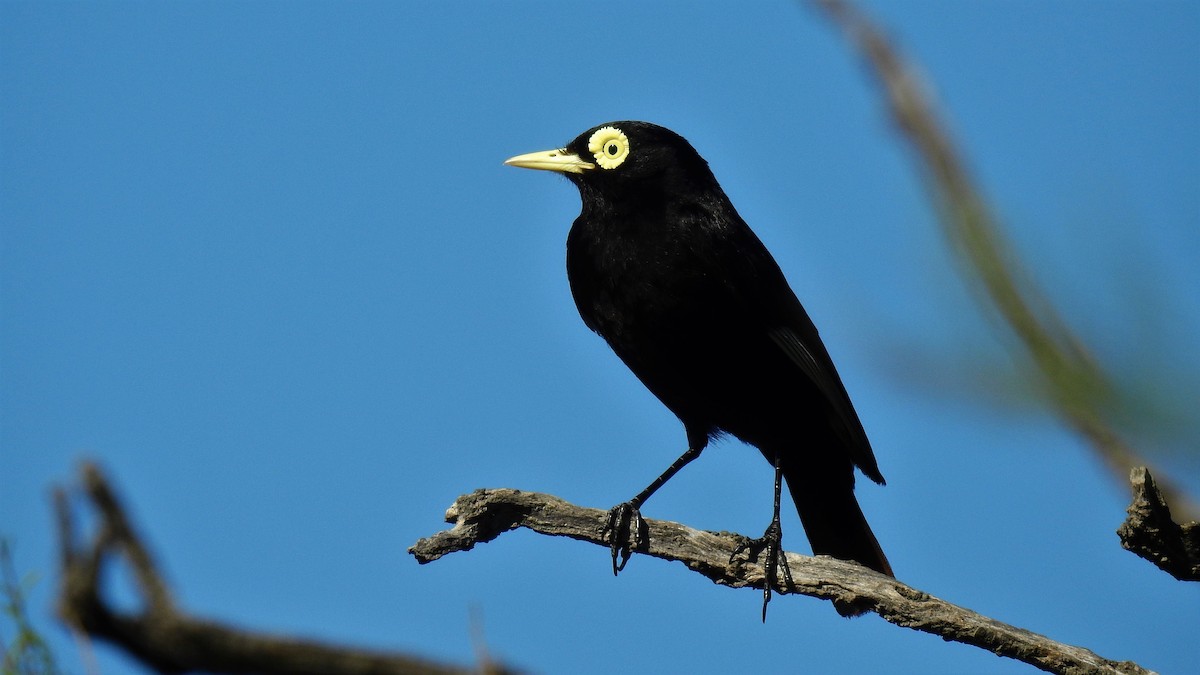 Spectacled Tyrant - ML132303861