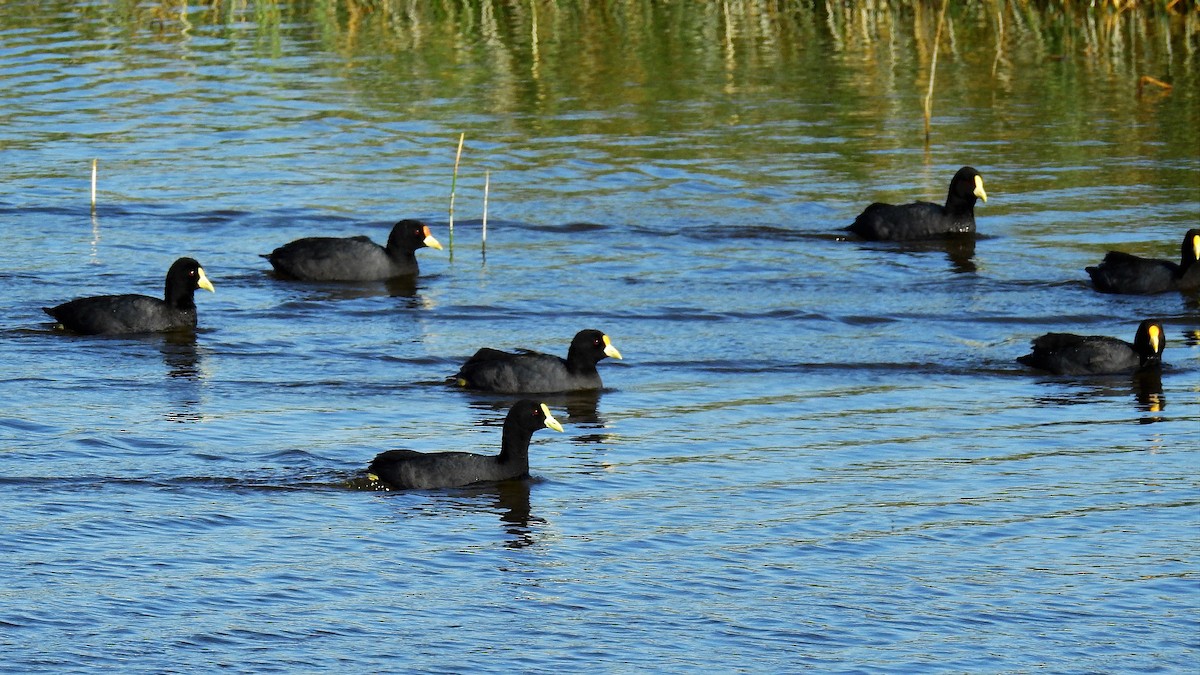 White-winged Coot - ML132305161