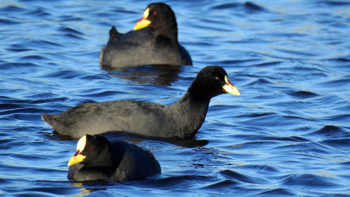 Red-gartered Coot - ML132305601