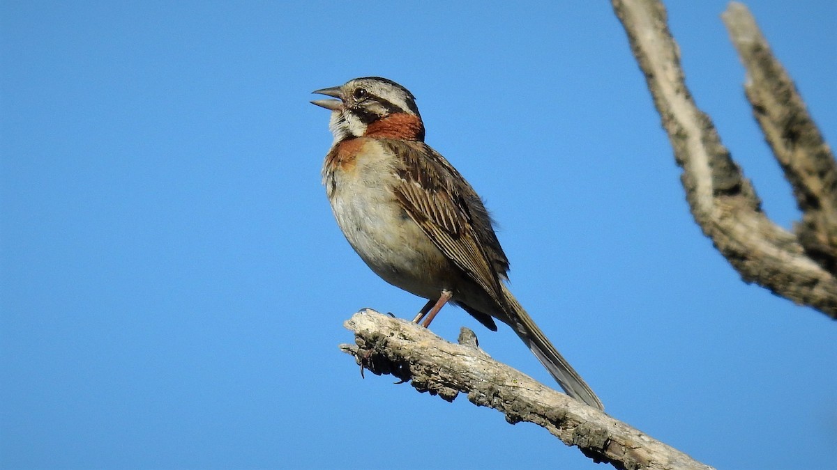 Rufous-collared Sparrow - ML132305761