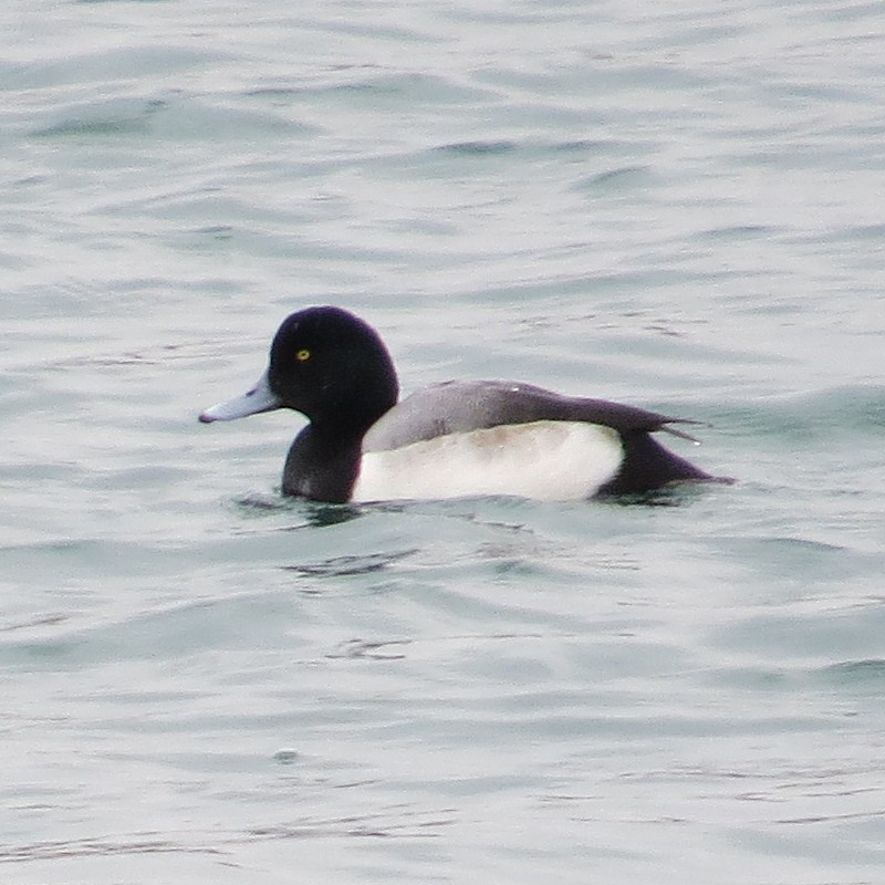 Greater/Lesser Scaup - ML132306551
