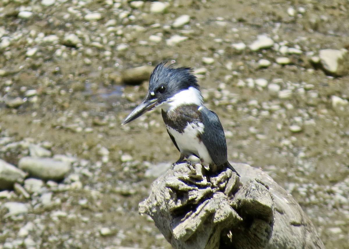 Belted Kingfisher - Dave Bengston