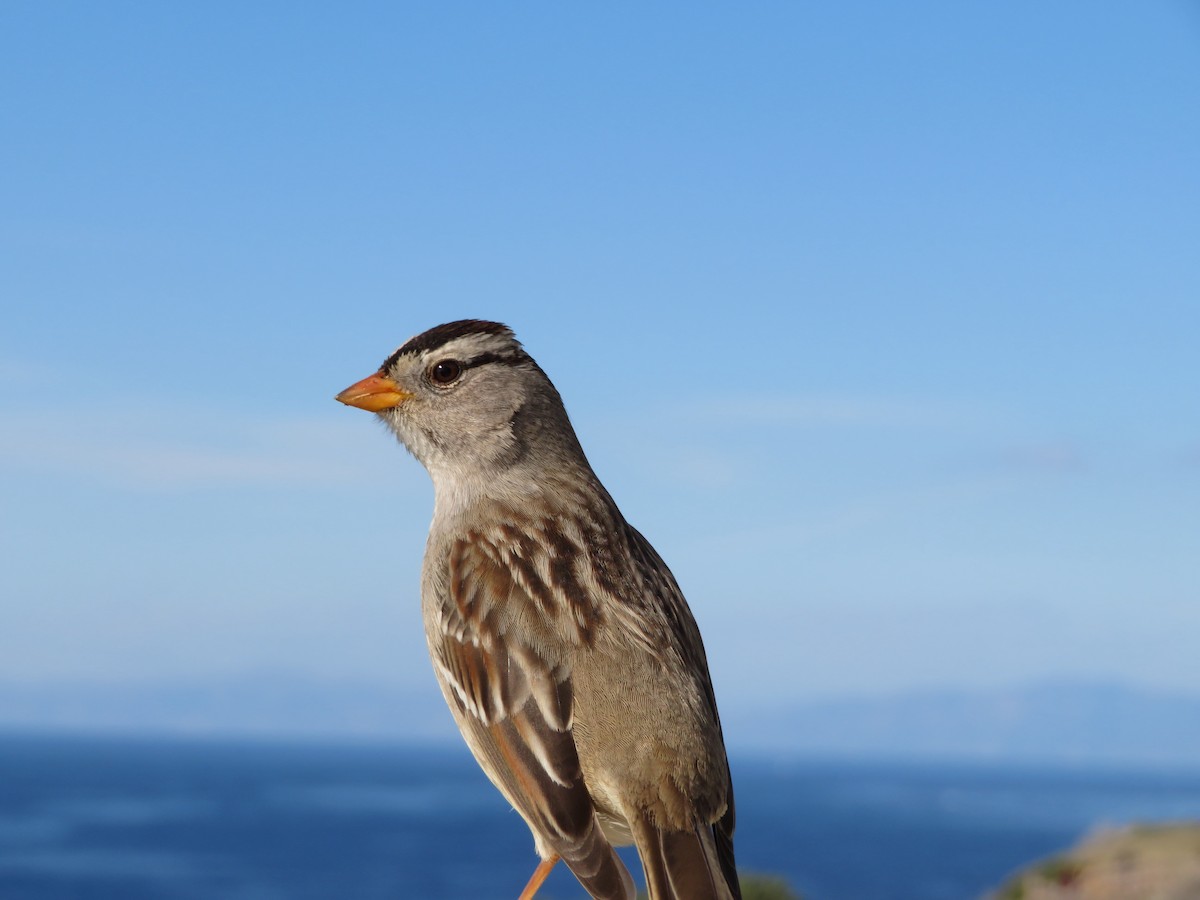 White-crowned Sparrow - Gerard van Heijzen