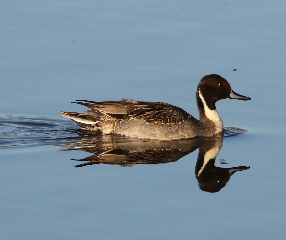 Northern Pintail - Mike "mlovest" Miller