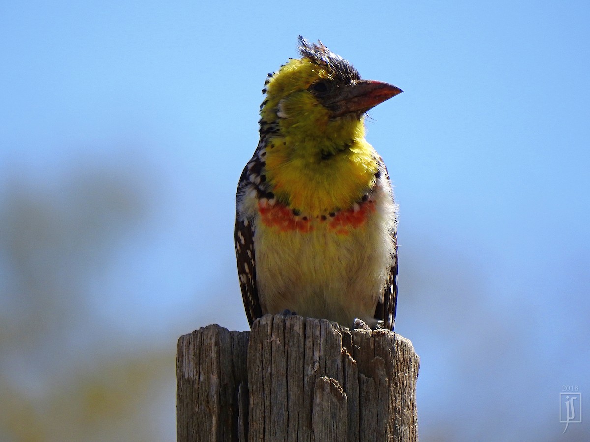 Yellow-breasted Barbet - ML132309641
