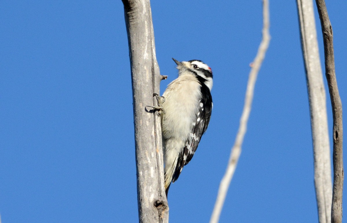 Downy Woodpecker - Mark  Ludwick