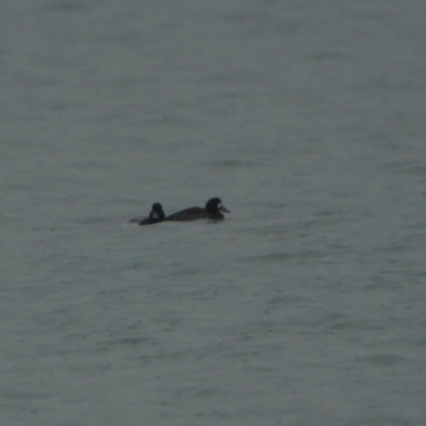 Greater Scaup - ML132312131