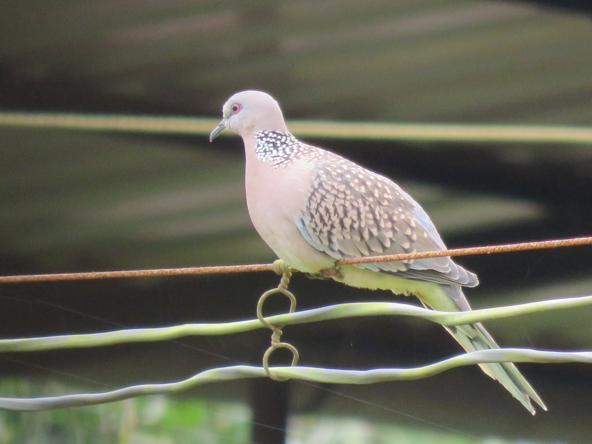 Spotted Dove - ML132317301