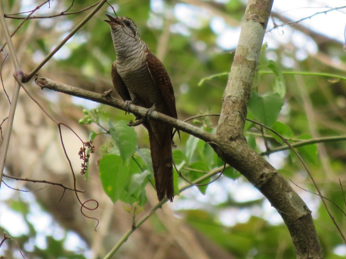 Gray-bellied Cuckoo - ML132317481