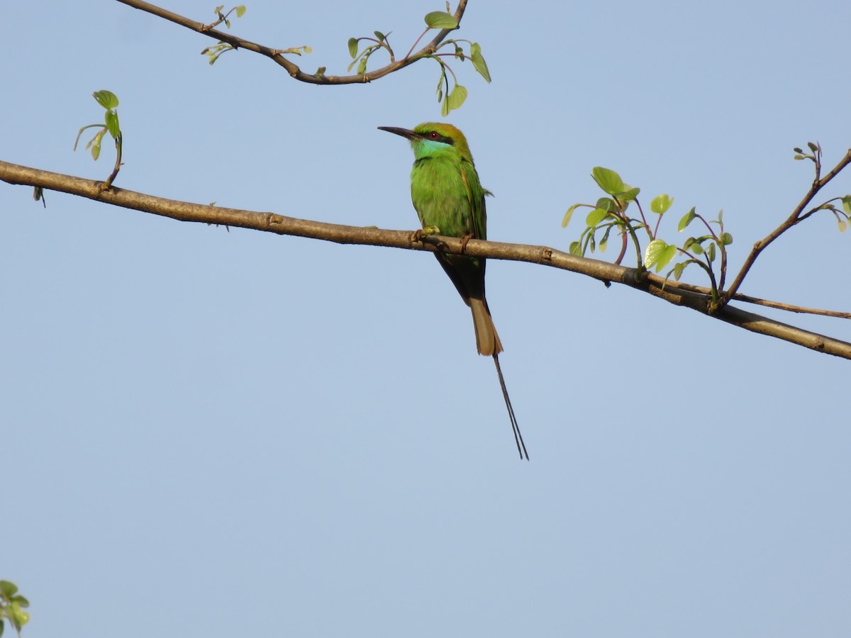 Asian Green Bee-eater - Doulat  Vaghamode