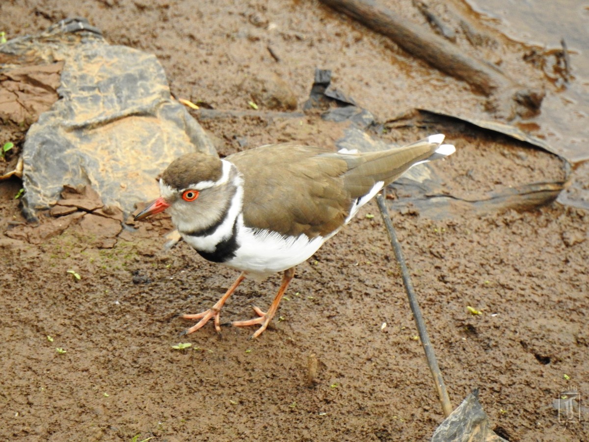 Three-banded Plover - ML132318181