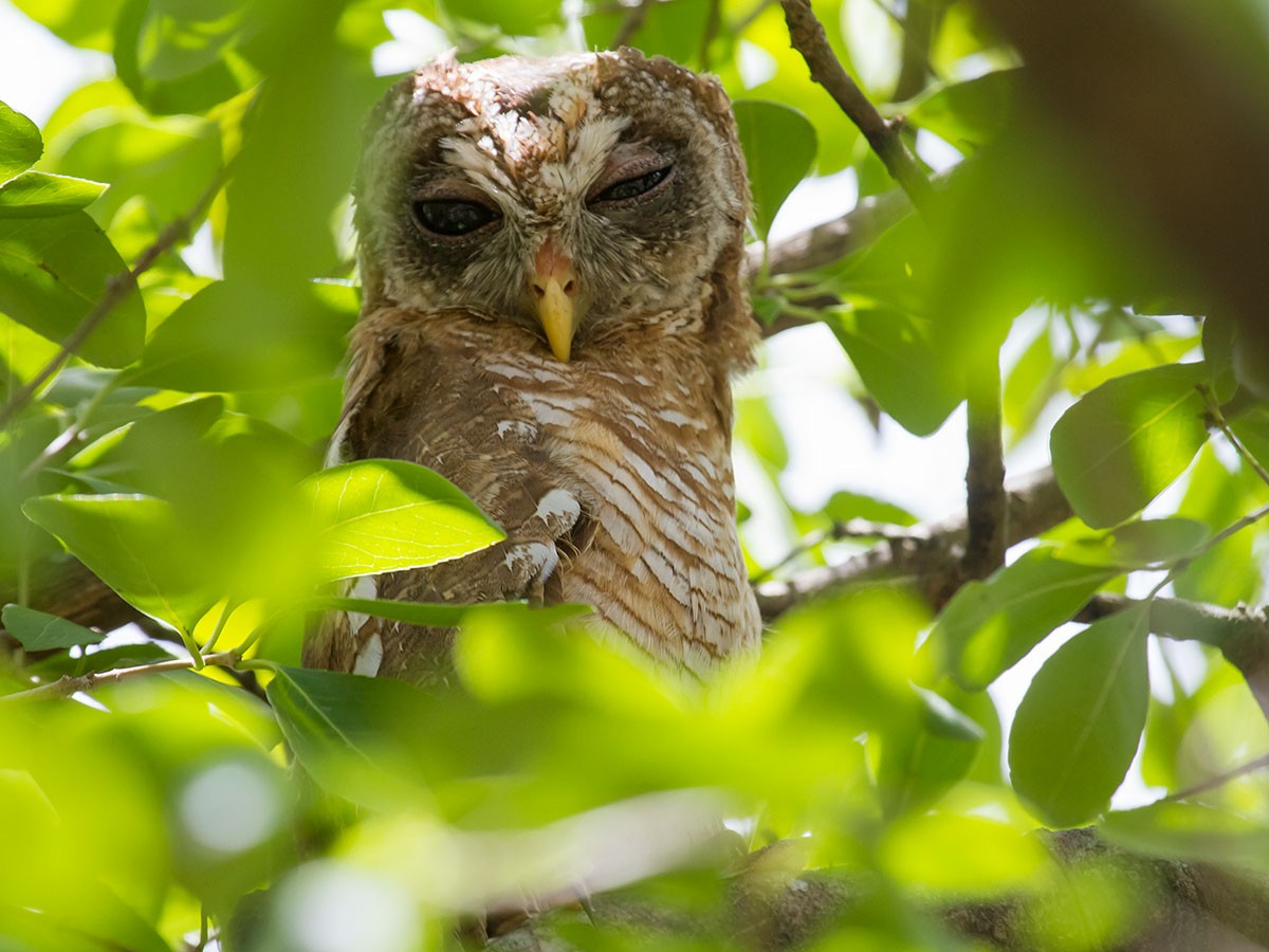 African Wood-Owl - ML132318291