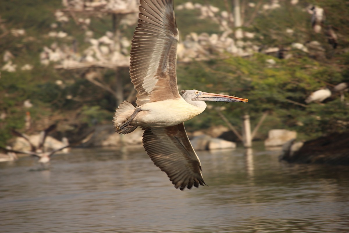 Spot-billed Pelican - ANIL T