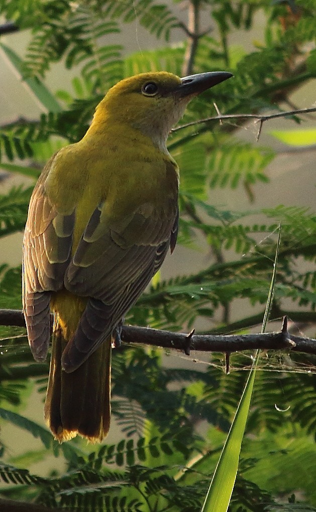 Indian Golden Oriole - ML132322321