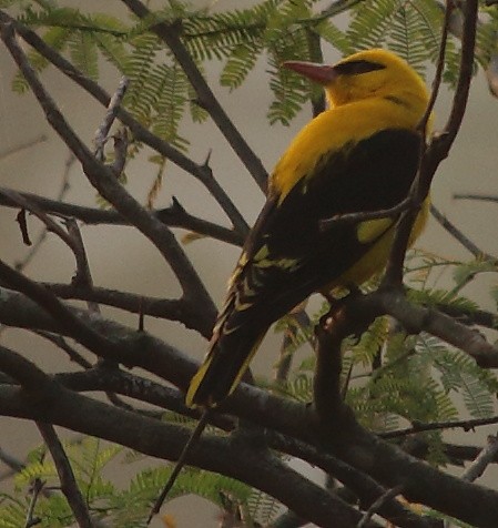 Indian Golden Oriole - ANIL T