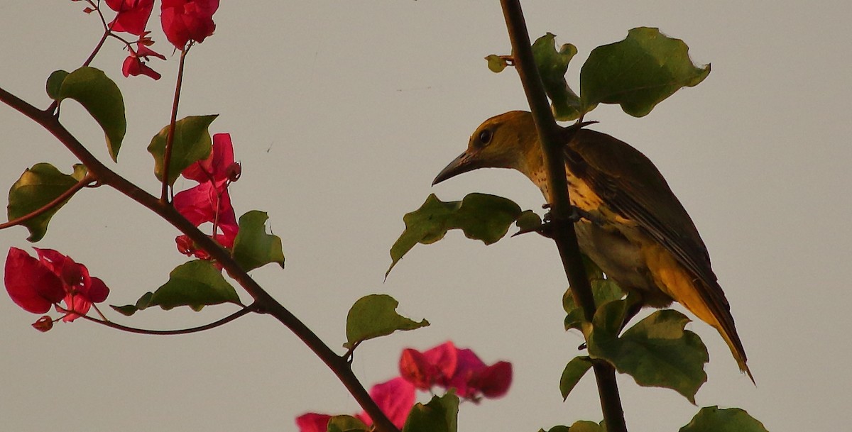 Indian Golden Oriole - ML132322501