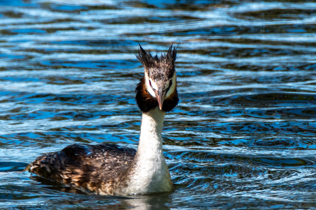 Great Crested Grebe - ML132325751