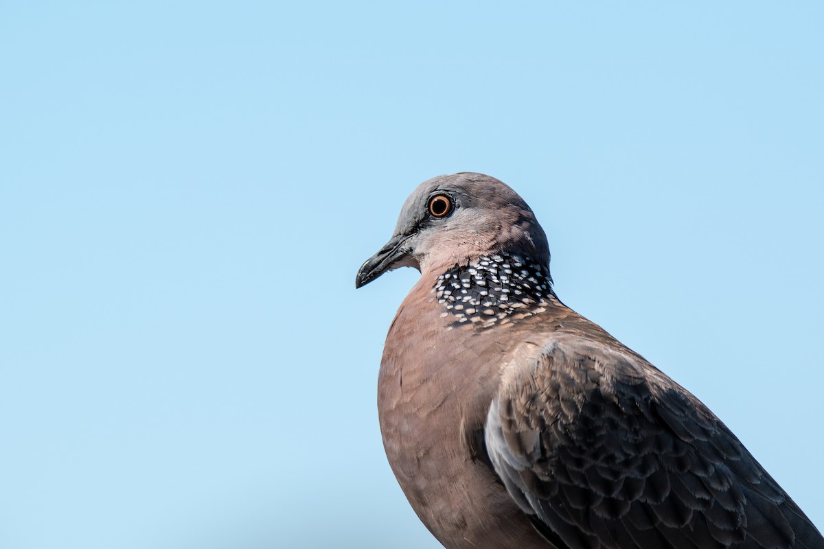 Spotted Dove - ML132325841