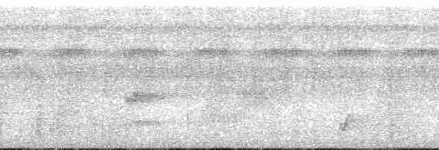 Breithauben-Stirnvogel [angustifrons-Gruppe] - ML132327