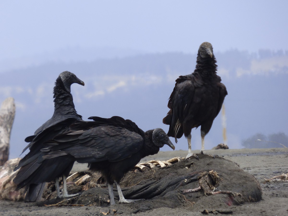 Black Vulture - Antonieta Gonzalez Soto