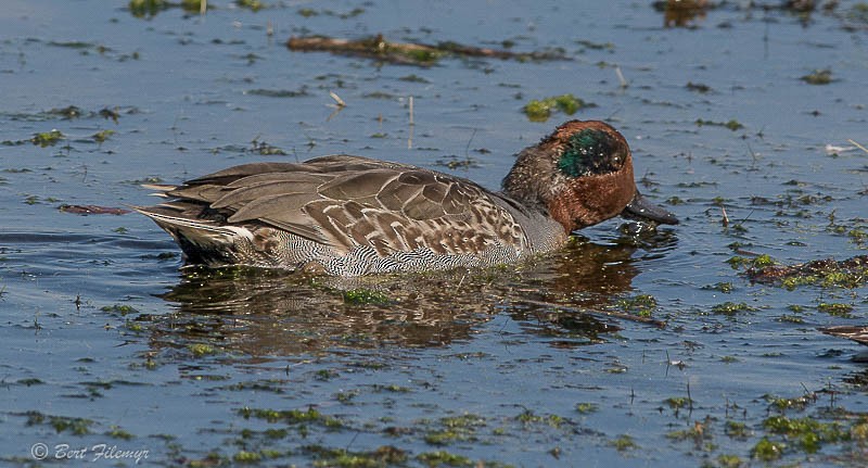 Green-winged Teal - ML132331631
