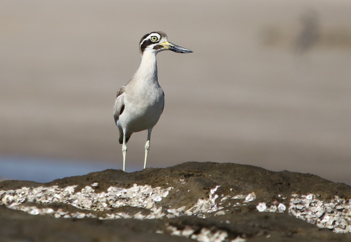 Great Thick-knee - ML132334301