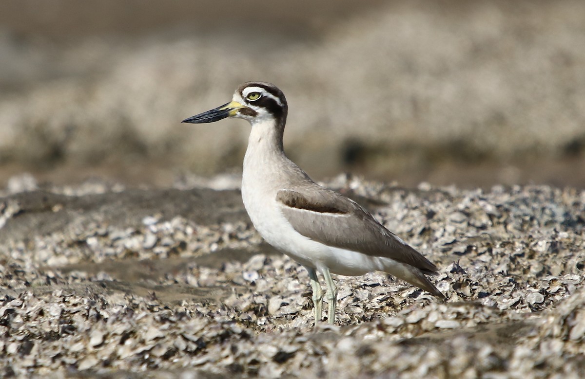 Great Thick-knee - ML132334321