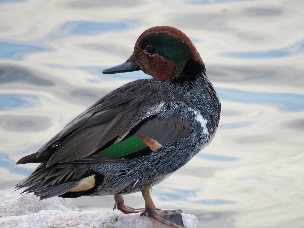 Green-winged Teal - ML132336621